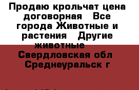 Продаю крольчат цена договорная - Все города Животные и растения » Другие животные   . Свердловская обл.,Среднеуральск г.